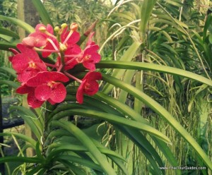 beautiful orchids in a Bangkok orchid farm
